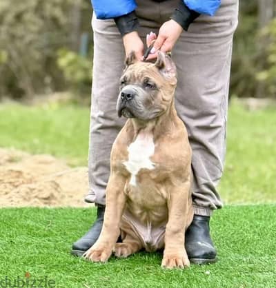 Cane corso puppies boys from Russia