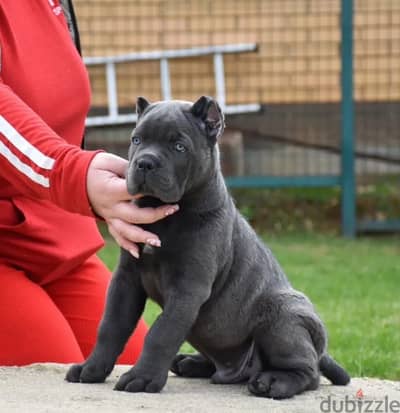 Cane corso puppy male from Russia