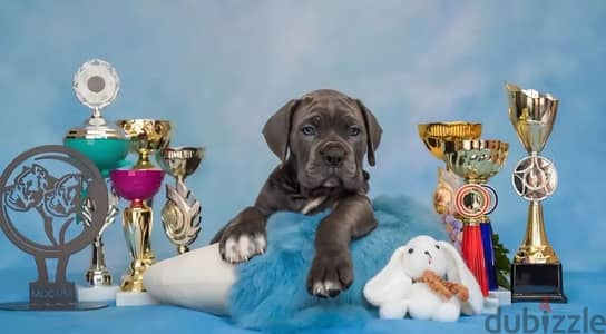 Cane corso puppies from