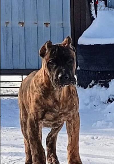 Cane corso  puppy female from Russia