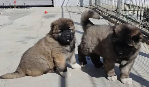Caucasian shepherd puppy boy from Russia
