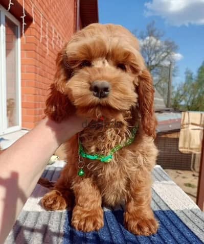 Cockapoo puppy female from Russia