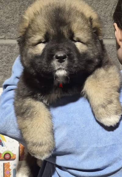 Caucasian shepherd puppy boy from Russia