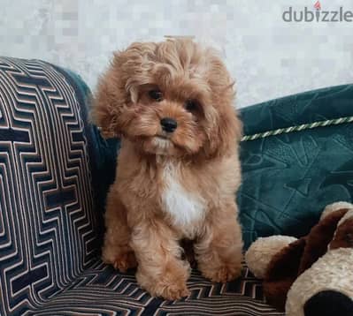 Cavapoo puppies from Russia