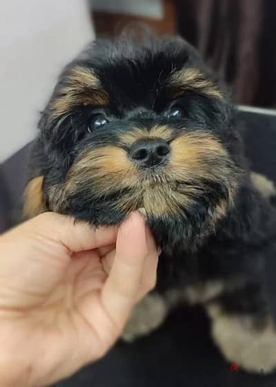 Cavapoo puppies from Russia