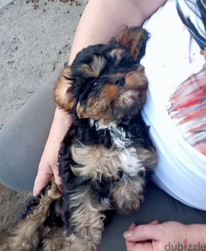 Cavapoo puppies from Russia 1