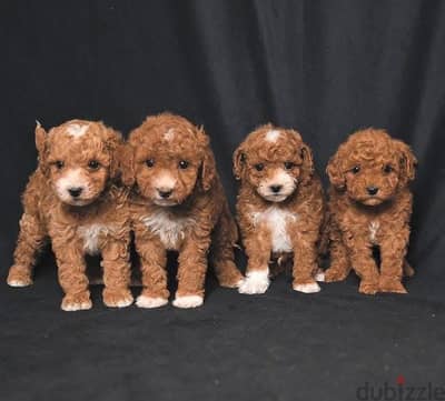 Toy poodle - maltipoo - توي بودل - مالتي بو
