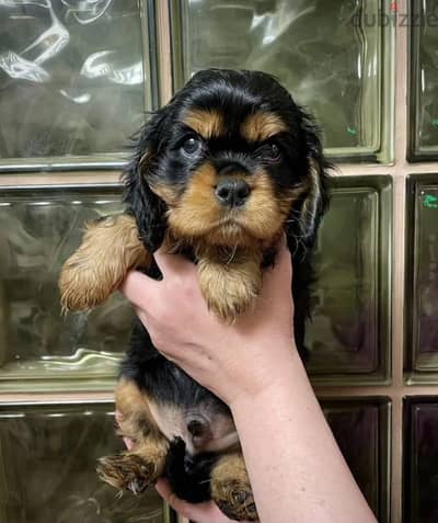 Cavalier King Charles spaniel puppy