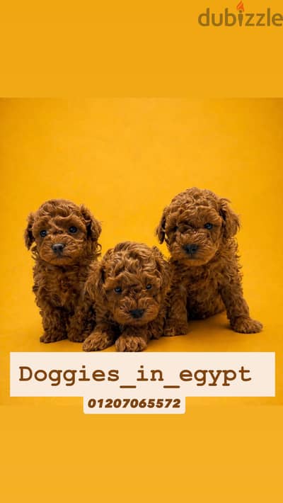 Toy poodle - توي بودل
