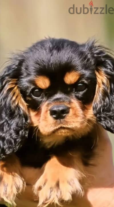 Cavalier King Charles spaniel puppies from Russia