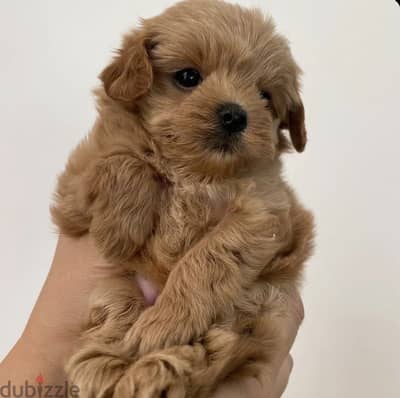 Maltipoo tea cup - toy poodle مالتي بو تي كاب - توي بودل