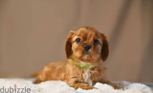 Cavalier King Charles spaniel puppies