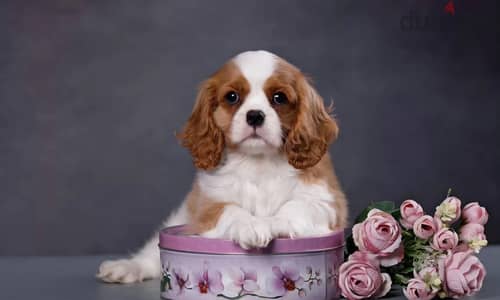 Cavalier King Charles puppy