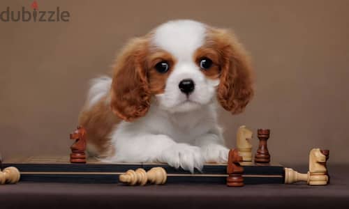 Cavalier King Charles male from Russia