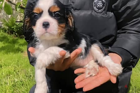 Cavalier King Charles spaniel puppy female