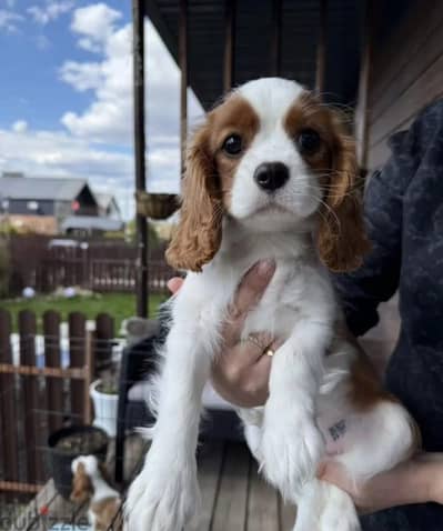 Cavalier King Charles spaniel from Russia