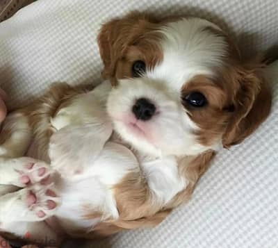 Cavalier King Charles spaniel puppy female from Russia
