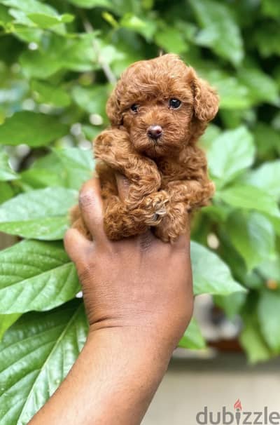 Maltipoo tea cup  تي كاب مالتي بو toy poodle توي بودل