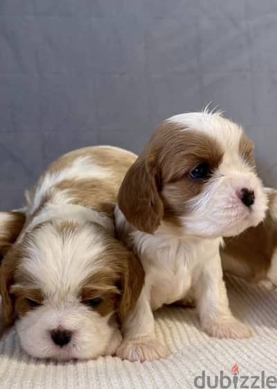 Cavalier King Charles spaniel puppies from Russia