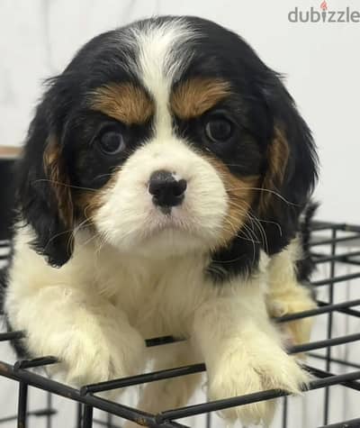 Cavalier King Charles spaniel puppies from Russia