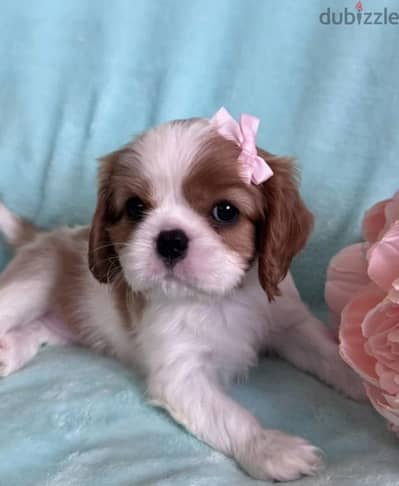 Cavalier King Charles spaniel puppies from Russia