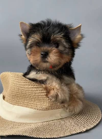 Yorkshire terrier puppy boy from Russia