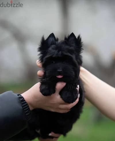 Yorkshire terrier puppy female from Russia