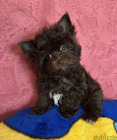 Yorkshire terrier puppy boy from Russia