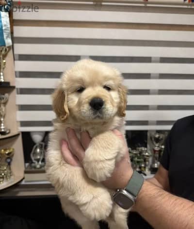 Golden retriever puppy boy from Russia