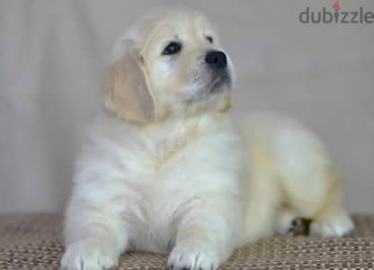 Golden retriever puppy female from Russia