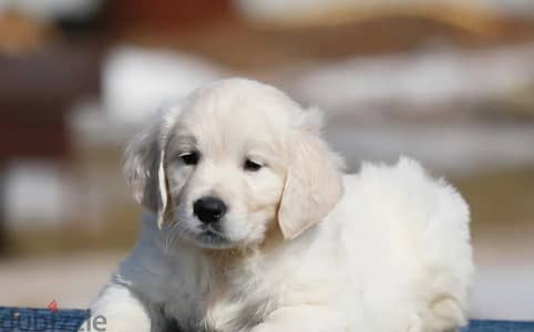 Golden retriever puppy boy from Russia