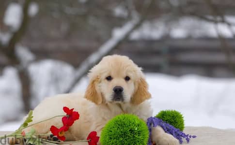 Golden retriever puppies from Russia