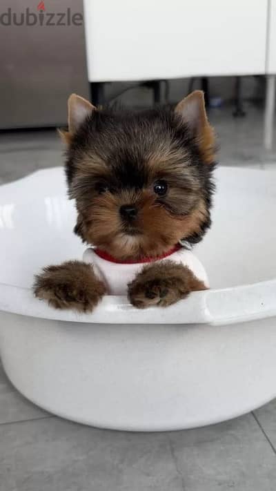 Yorkshire terrier puppy female