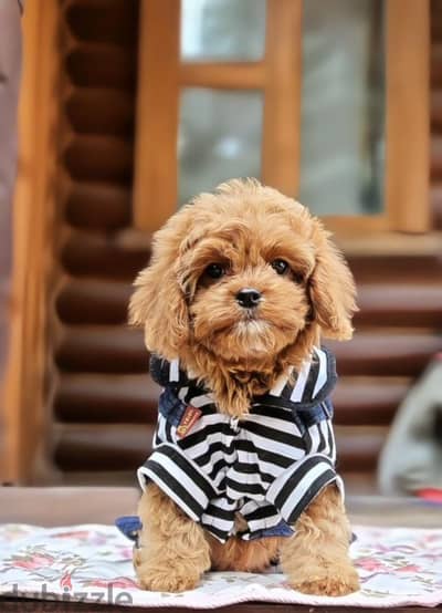 Cavapoo puppy male from Russia