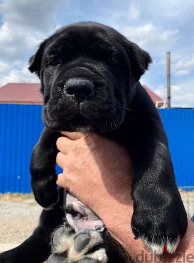 Cane corso puppy boy from Russia