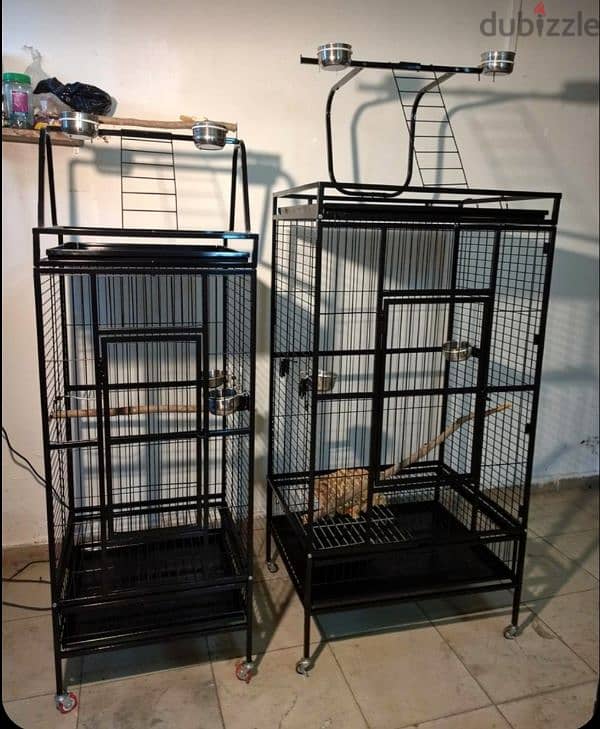 cages Parrot 3