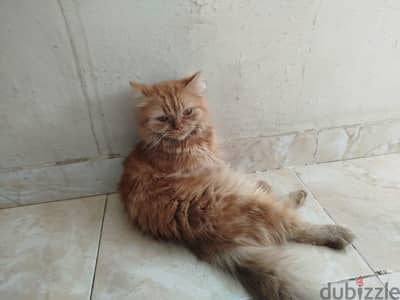 قط شيرازي للتبنى