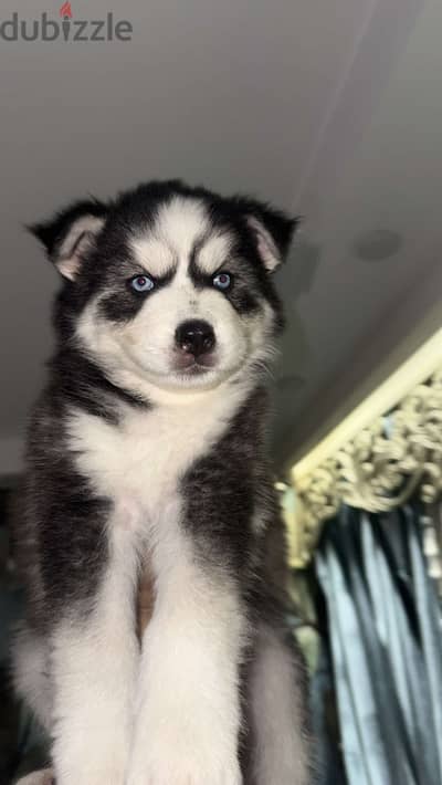 Husky dog جرو  هاسكي مستوى عالي أهالي مستورده