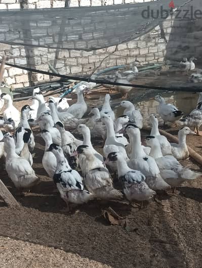 بط مولار سوبر