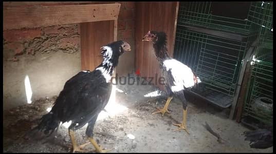 فراخ هندي عمر 4 شهور