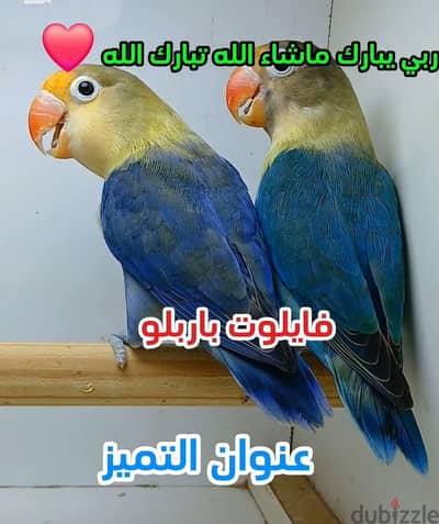 فيشر بابلو فايوليت