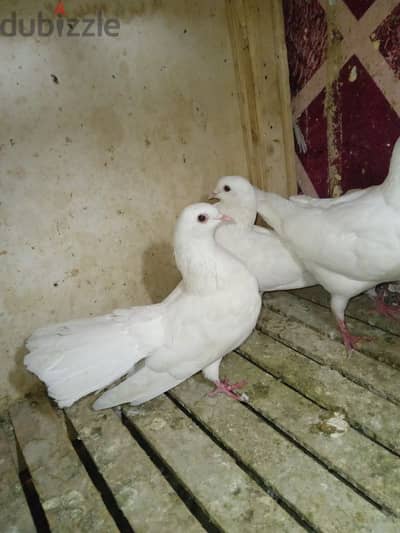 المرج القديمه