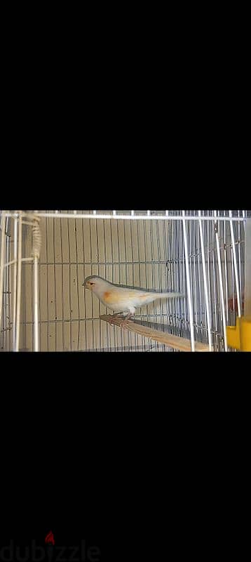 ذكر كناري ميوزك