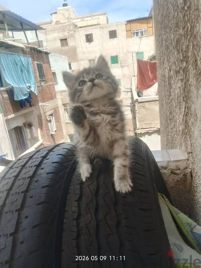 قطقوط شانسلا شورت هير. قرد ابن قرود هههه