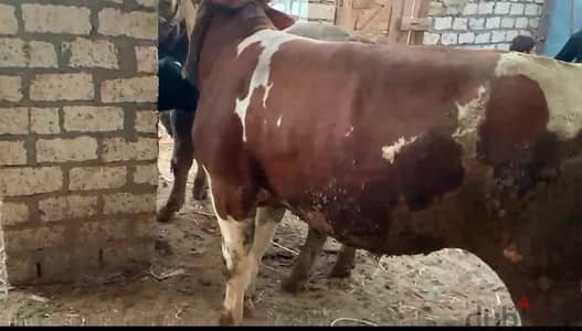 شارع مصطفى كامل شركه سكيلام للألبان شارع سكيلام