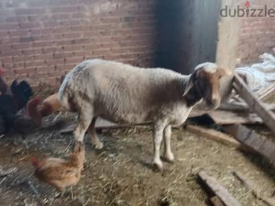 شارع مصطفى كامل شركه سكيلام للألبان شارع سكيلام