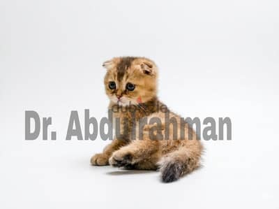 Special Scottish Fold Kitten