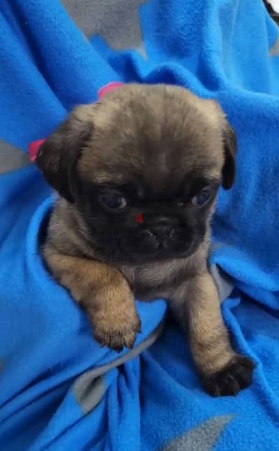 Pug puppies with top quality- جراء بج بصحه جيده مستوى عالي جدا