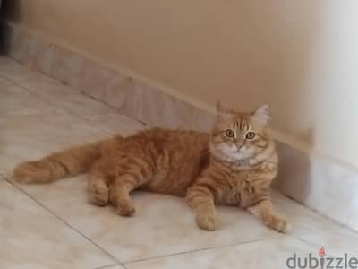 برج العرب الجديده