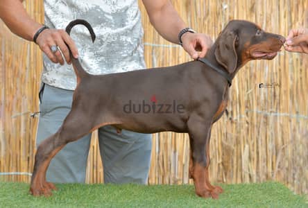 Doberman puppies male and female with top quality- دوبرمان خط دم قوي